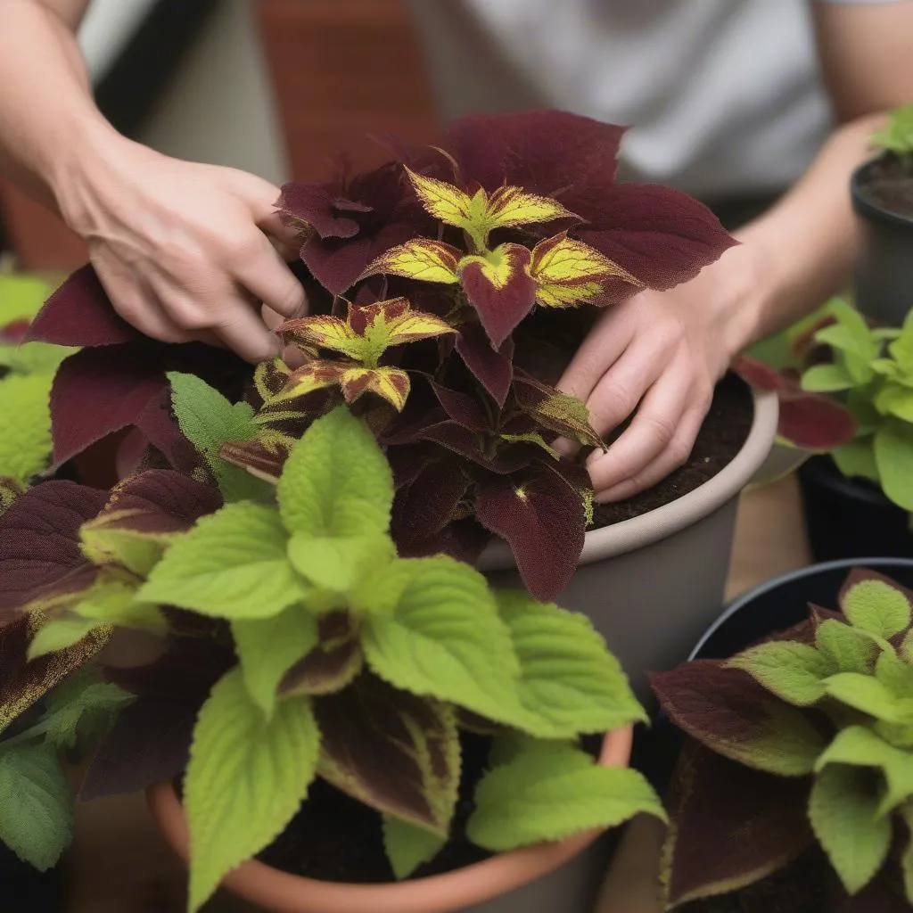 Coleus Propagation