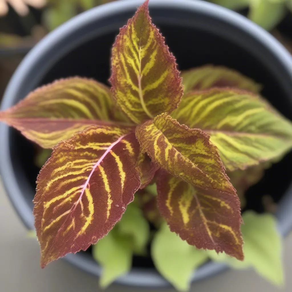 Coleus Diseases