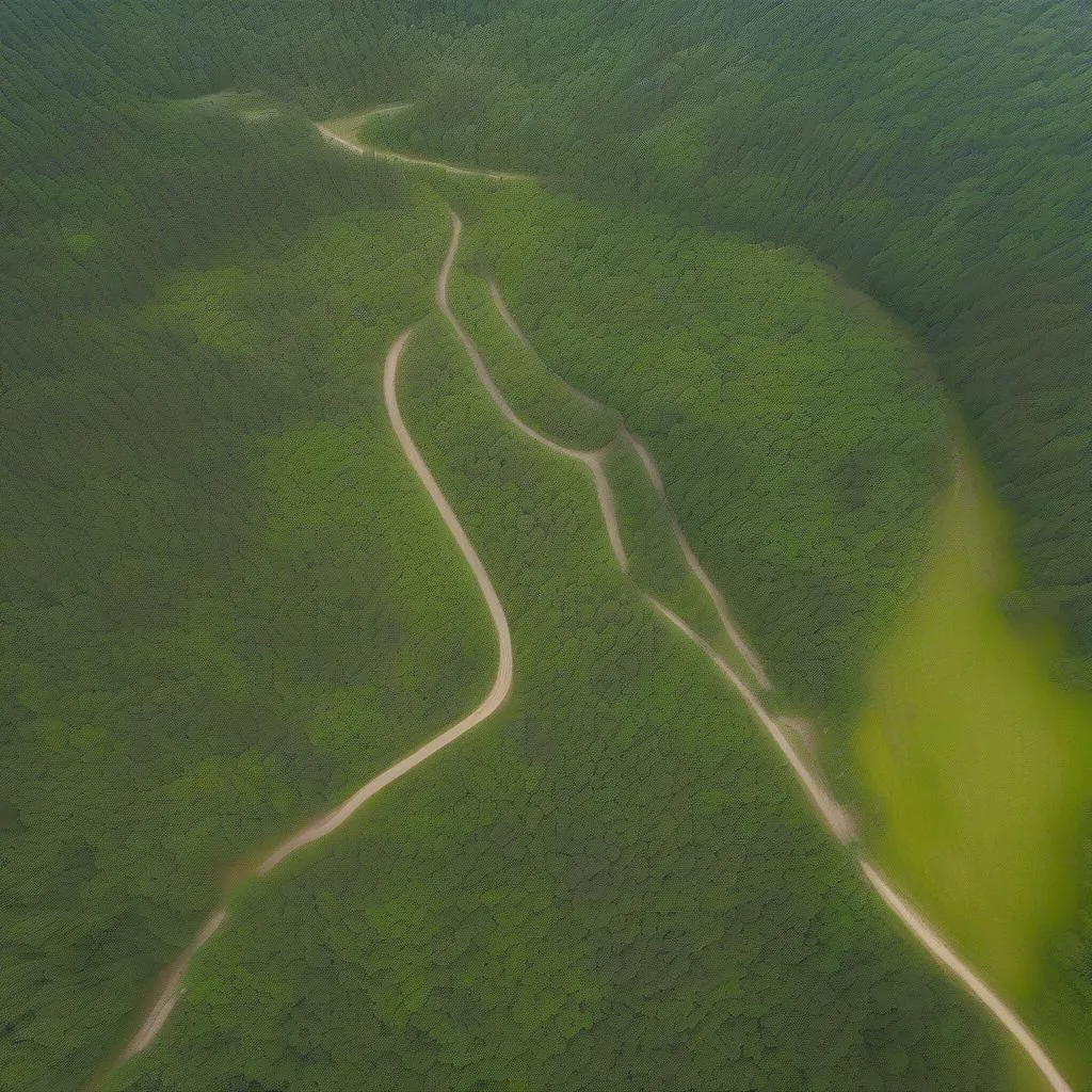 Vue aérienne de la forêt St Laurent des Autels